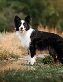 collie